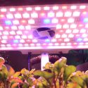 Serra idroponica con lampada a LED integrata Gardy